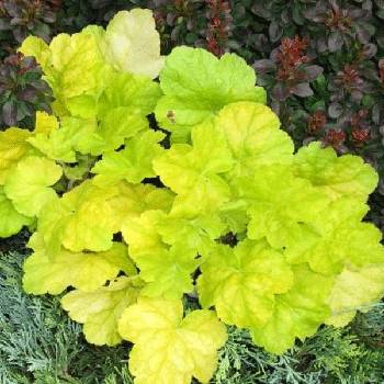 Гейхера Heuchera ‘World Caffé Romano’